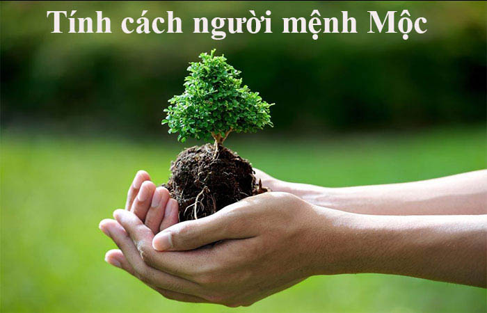 Mệnh Mộc hợp màu gì 2023